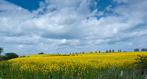 RWCS P _ Summer -20.jpg