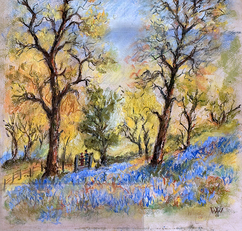 #63 Blue bell wood Bettws Newydd