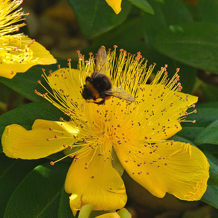 Bees