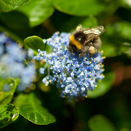 Cowfold Bees & Plants-4