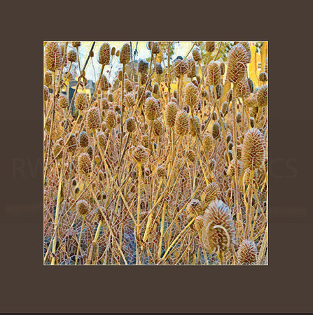 TEAZELS