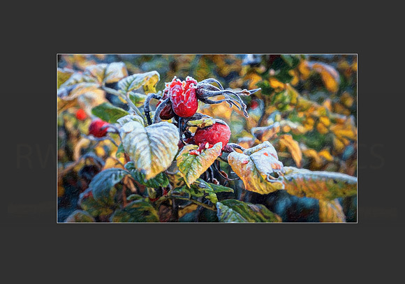 SPRING FROST (1 of 1)