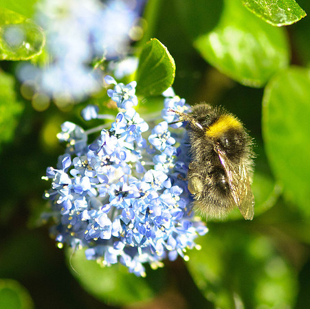 Cowfold Bees & Plants-1