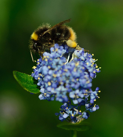 Cowfold Bees & Plants-8