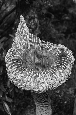 Hannah Peschar Garden 2014