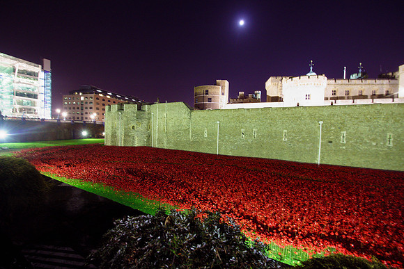 The Tower of London Poppies -3762