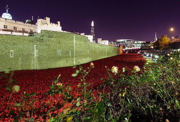 The Tower of London Poppies -3763
