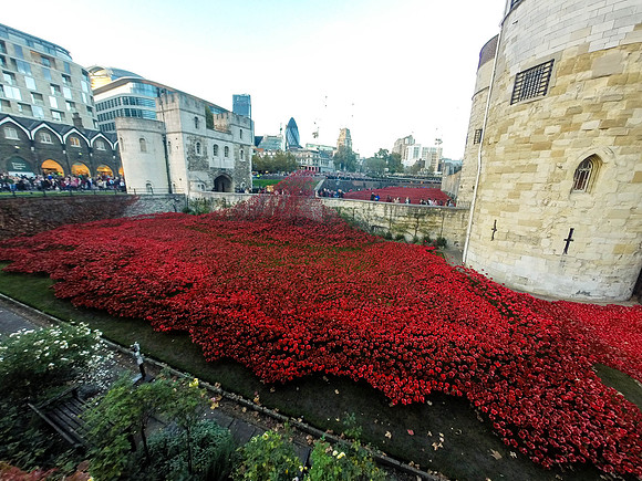 The Tower of London Poppies -0151171