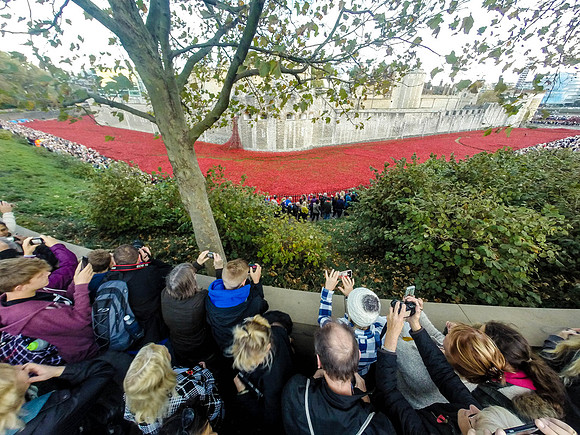 The Tower of London Poppies -0331359