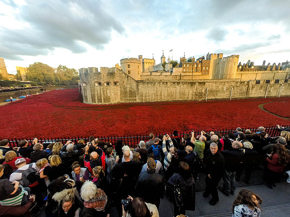 The Tower of London Poppies -1270