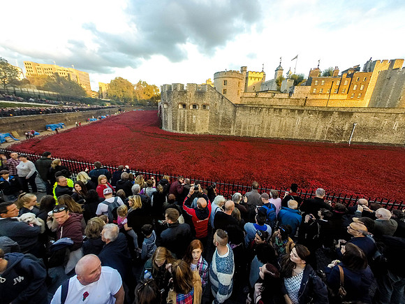 The Tower of London Poppies -0231253