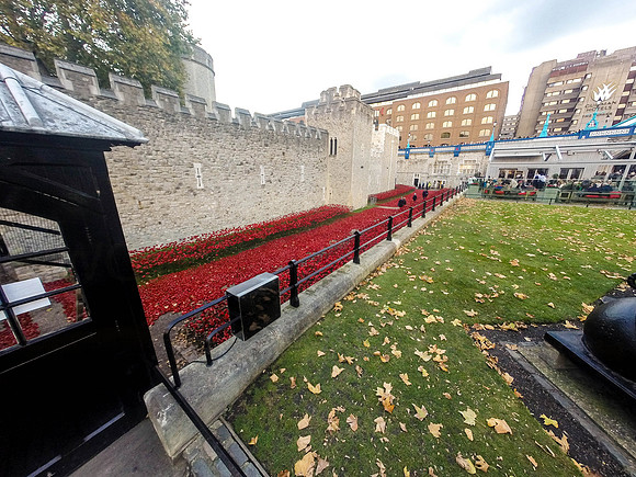 The Tower of London Poppies -0091107