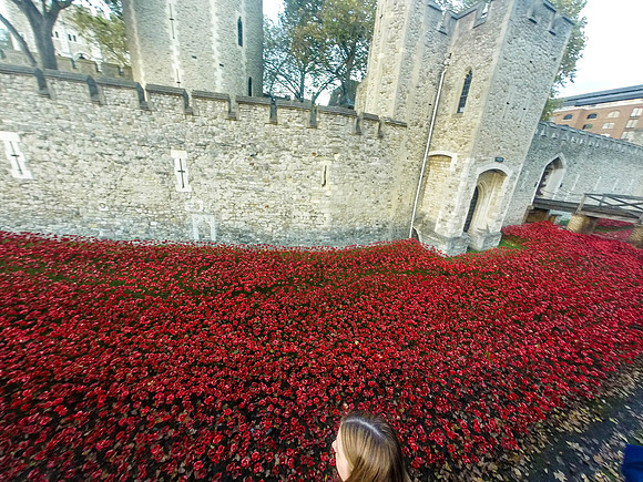 The Tower of London Poppies -0121142