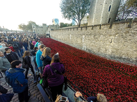 The Tower of London Poppies -0101117