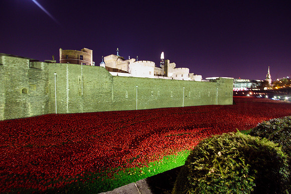 The Tower of London Poppies -3758