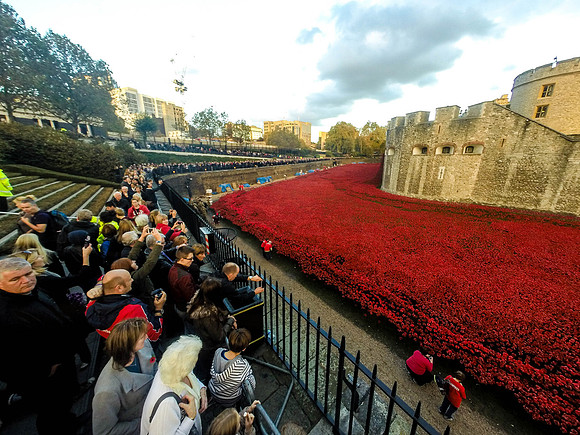 The Tower of London Poppies -0261285