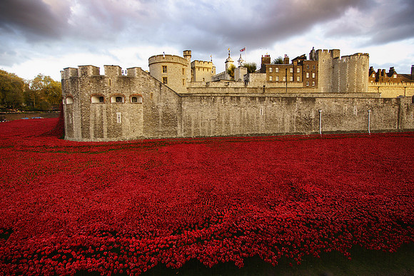 The Tower of London Poppies -3730