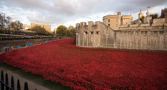The Tower of London Poppies -3733