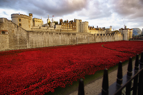 The Tower of London Poppies -3731