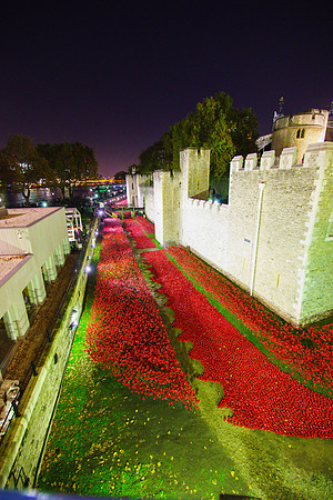 The Tower of London Poppies -3752