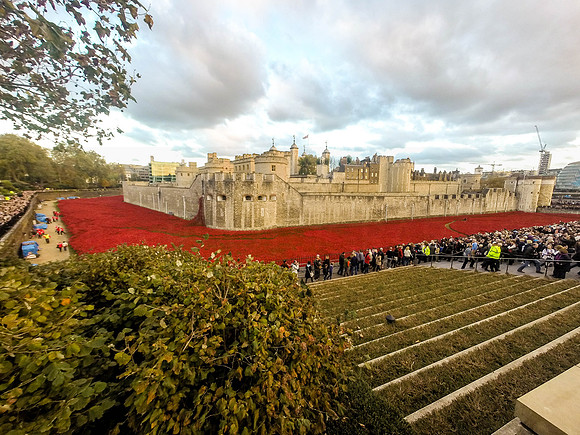 The Tower of London Poppies -0271299