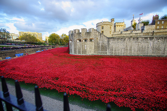 The Tower of London Poppies -3729