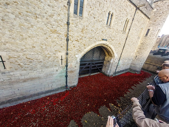 The Tower of London Poppies -0141161