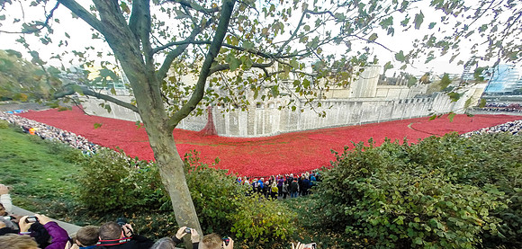 The Tower of London Poppies -0331363