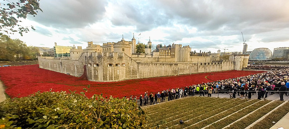 The Tower of London Poppies -0281313