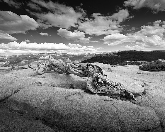 Tree on Sentinel Dome
