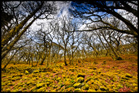 Elan Valley