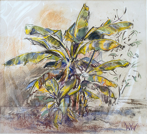 #25 Banana Tree Dordogne  France