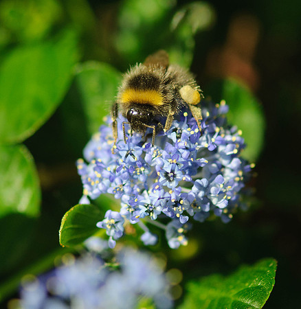 Cowfold Bees & Plants-3