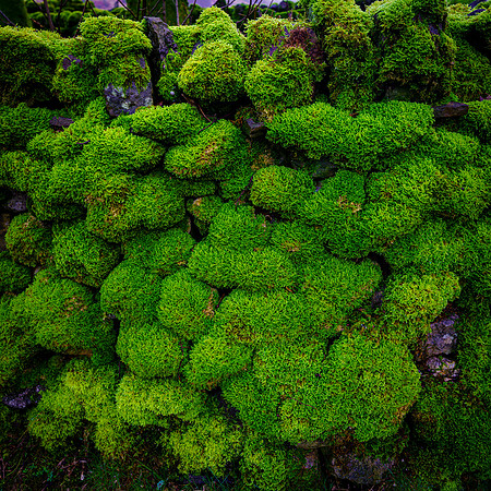 MOSS ON COWSIDE FARMHOUSE WALLS