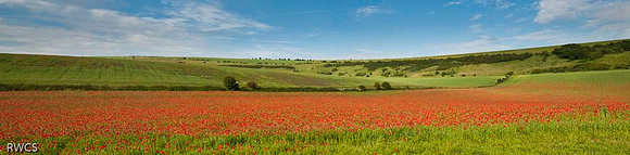 RWCS P _ Summer -1-2.jpg