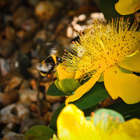Bees