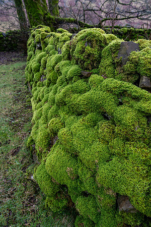 MOSS ON COWSIDE FARMHOUSE WALLS