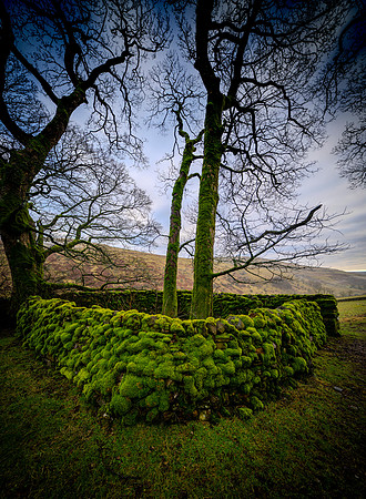 MOSS ON COWSIDE FARMHOUSE WALLS