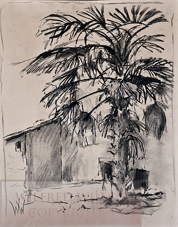 Palm Tree Sketch CWA archive-048