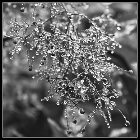 water droplets black & white