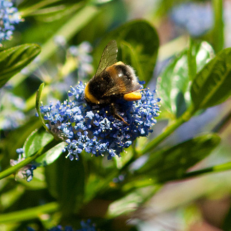 Cowfold Bees & Plants-10