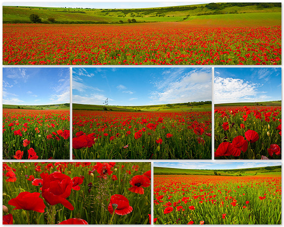 Sussex Poppies Landscapes.jpg