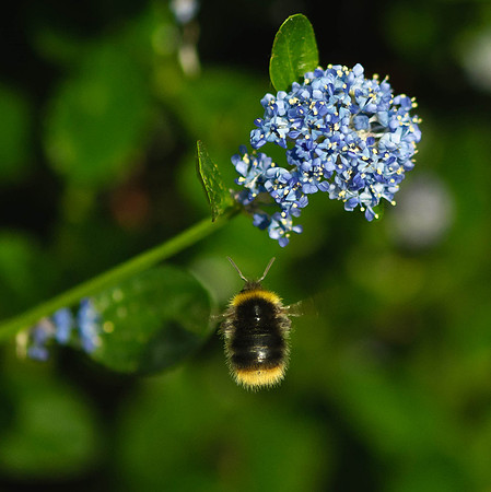 Cowfold Bees & Plants-7