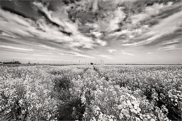 jpg large 72 dpi-