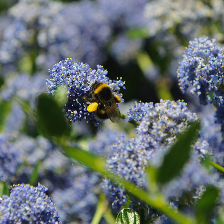 Cowfold Bees & Plants-9