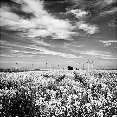 jpg large 72 dpi-