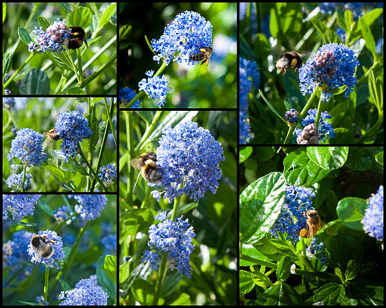 Sussex Bees.jpg